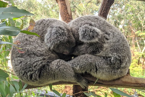Australian Wildlife & Waterfalls Private Tour With 'Personalised Sydney Tours' - Events Australia 2