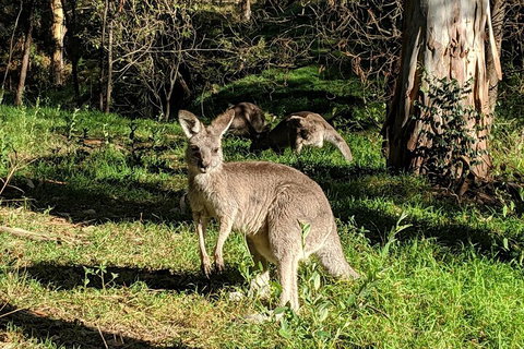 Australian Wildlife & Waterfalls Private Tour With 'Personalised Sydney Tours' - Events Australia 3
