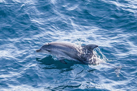 All Inclusive Dolphin And Tangalooma Wrecks Cruise - Events Australia 1