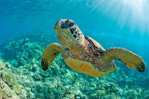 All Inclusive Dolphin And Tangalooma Wrecks Cruise - Events Australia 3