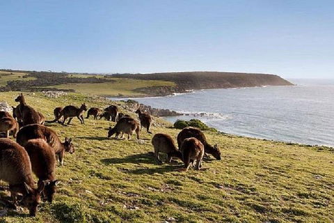 Kangaroo Island Personal Group Tours - Events Australia 0
