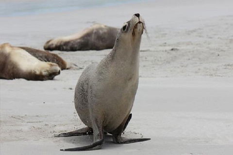 Kangaroo Island Personal Group Tours - Events Australia 4