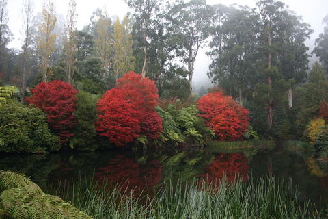 LGBT+ Friendly Full Day Yarra Valley & Dandenong Ranges Private Tour - Events Australia 2