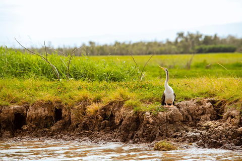 Darwin City Sights And Jumping Crocodile Cruise - Accommodation Europe 2