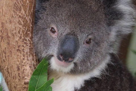 All Inclusive Blue Mountains Small-Group Day Trip From Sydney - Events Australia 1