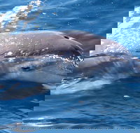 Jervis Bay Dolphin Watch Cruise - Events Australia