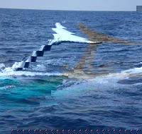 Whale Watching Jervis Bay - Events Australia