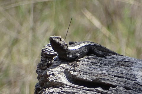 Inside The Greater Blue Mountains World Heritage - A Private Wildlife Safari Overnight - Events Australia 2