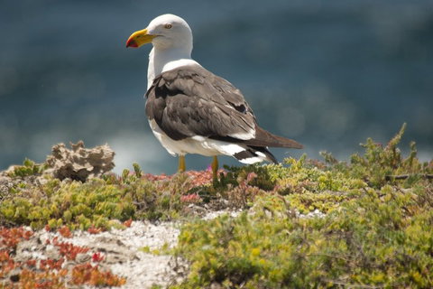 From The Mountains To The Bay - 4 Day Rediscovery Small Group Tour - Events Australia 1