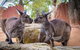 Australia Multi-City Attractions Pass - thumb 4