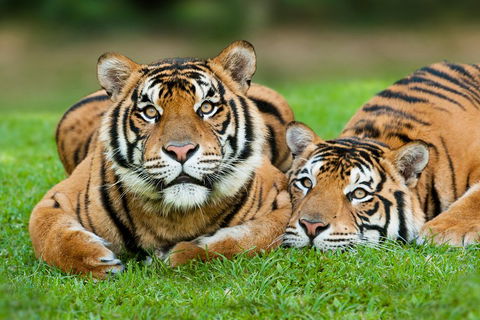 The Ultimate Gold Coast Attractions Pass - Accommodation Europe 2