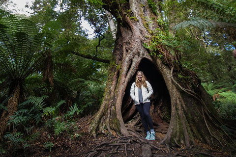 Great Ocean Road Small-Group Ecotour From Melbourne - Events Australia 4