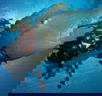 Great Barrier Reef Snorkeling and Diving Cruise from Cairns - Events Australia