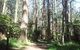 Dandenong Ranges Private Tour Including William Ricketts Sanctuary - thumb 0