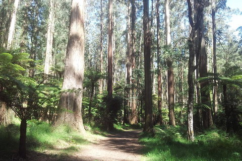 Dandenong Ranges Private Tour Including William Ricketts Sanctuary - Tourism Bookings 0