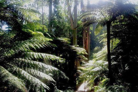Dandenong Ranges Private Tour Including William Ricketts Sanctuary - Tourism Bookings 1