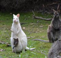 Full-Day Guided Bruny Island Tour from Hobart - Tourism Bookings
