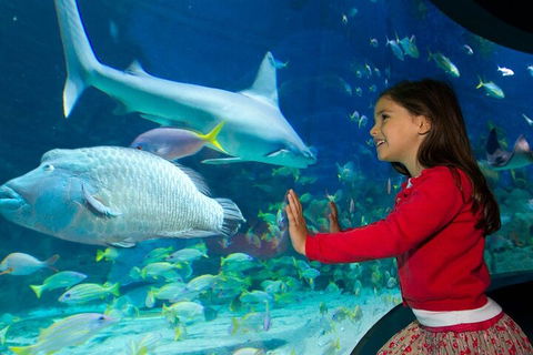 Melbourne BIG Ticket - LEGOLAND Discovery And SEA LIFE Melbourne - Events Australia 1
