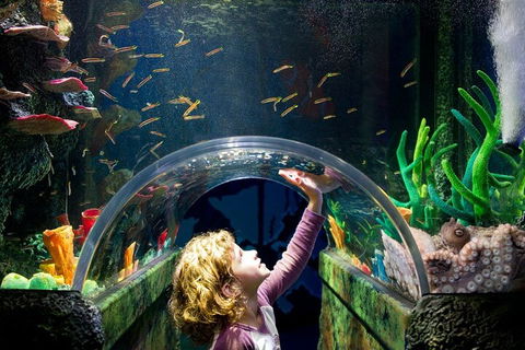 Melbourne BIG Ticket - LEGOLAND Discovery And SEA LIFE Melbourne - Events Australia 2