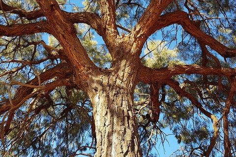 Mount Conner 4WD Small Group Tour From Ayers Rock Including Dinner - Events Australia 3