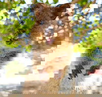 Discover Rottnest with Ferry  Bus Tour from Perth or Fremantle - Events Australia