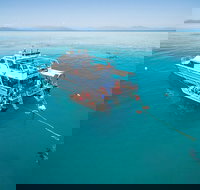 Ocean Freedom Great Barrier Reef Personal Luxury Snorkel  Dive Cruise Cairns - Events Australia