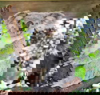 Cairns ZOOM and Wildlife Dome - Events Australia