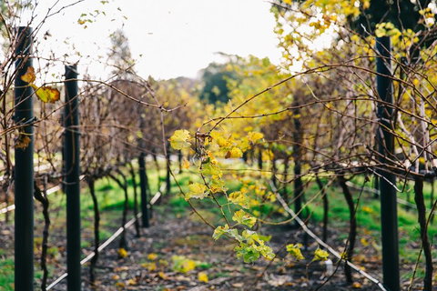 Australian Wine Discovery Tour Ticket - Events Australia 4