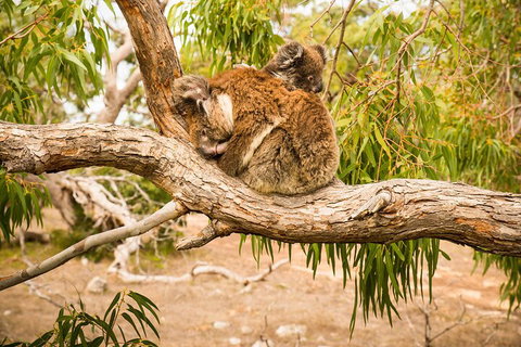 10 Day Perth To Adelaide Private Tour - The Great Australian Wilderness Journey - Accommodation Europe 4