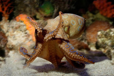 General Admission Entry At AQWA - Tourism Bookings 0