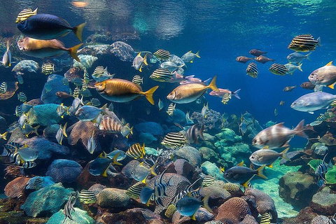 General Admission Entry At AQWA - Tourism Bookings 5