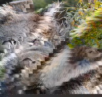 Kuranda Koala Gardens and Birdworld Admission Tickets - Events Australia