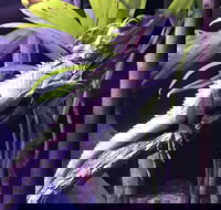 Cairns Aquarium Admission Ticket - Events Australia