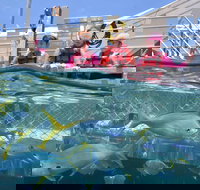 Outer Reef Pontoon Experience from Cairns - Events Australia