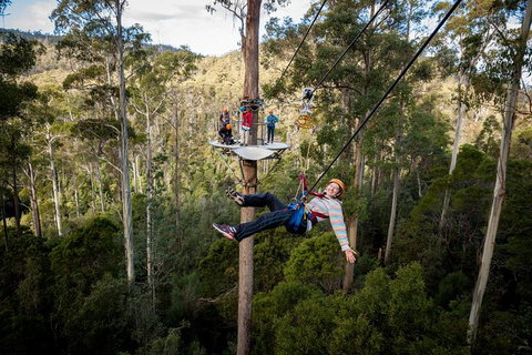 Hollybank Wilderness Adventure - Zipline Tours - Events Australia 0