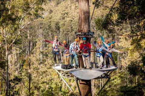 Hollybank Wilderness Adventure - Zipline Tours - Events Australia 1