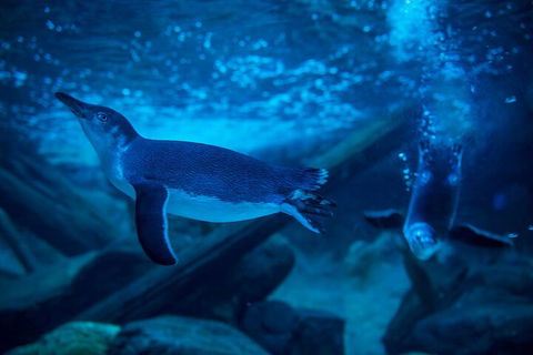 SEA LIFE Sunshine Coast Aquarium Entrance Ticket - Events Australia 1