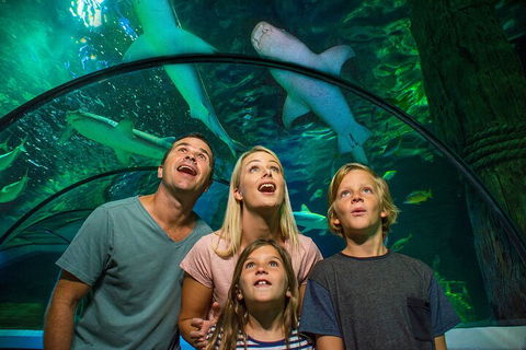 SEA LIFE Sunshine Coast Aquarium Entrance Ticket - Events Australia 3
