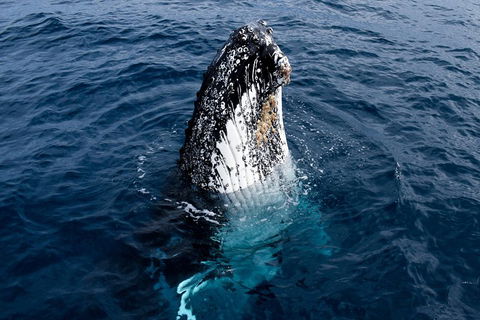 Phillip Island Whale Watching Tour - Events Australia 0
