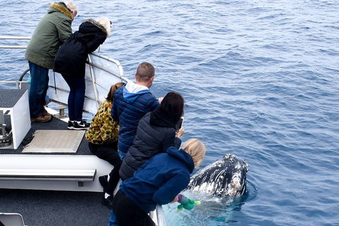 Phillip Island Whale Watching Tour - Events Australia 1