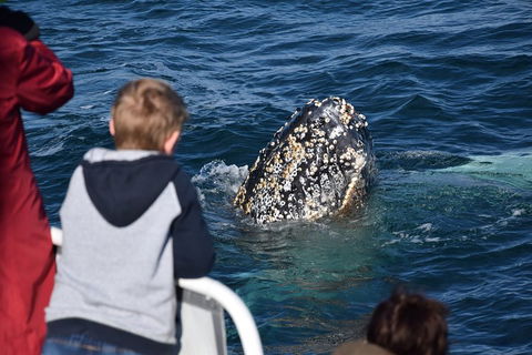Phillip Island Whale Watching Tour - Events Australia 2