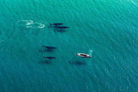 25-30 Minute Newcastle & Macquarie Helicopter Shared Flight - Events Australia 4