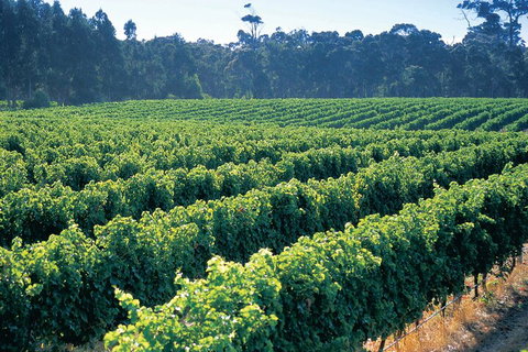 Swan Valley Private Tour - Events Australia 1