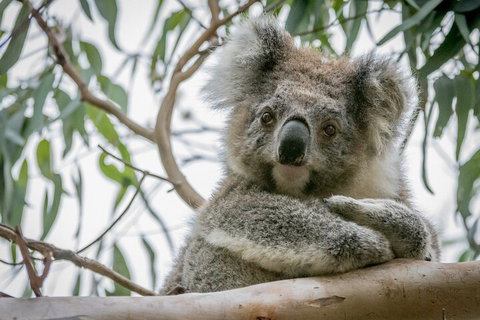 Great Ocean Road & Grampians National Park Tour - 3 Days, 2 Nights - Tourism Bookings 2