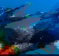 Scuba Dive the S.S. Yongala Wreck on the Great Barrier Reef. - Events Australia