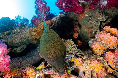 Scuba Dive The S.S. Yongala Wreck On The Great Barrier Reef. - Events Australia 1