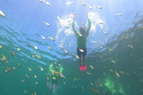 Manly Snorkel Trip And Nature Walk With Local Guide - Events Australia 0
